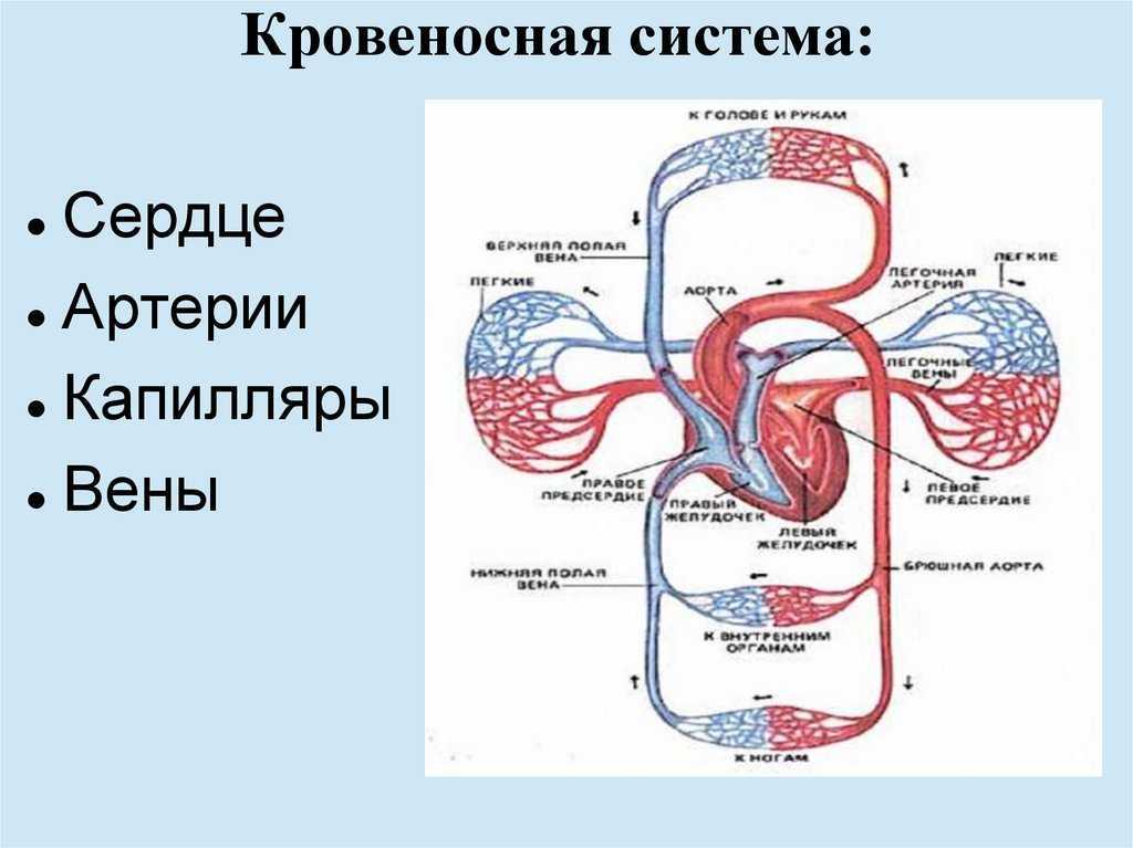 Большой круг кровообращения идет. Кровеносная система система человека. Схема строения кровеносной системы. Строение кровеной системы. Строени екровенос системы.