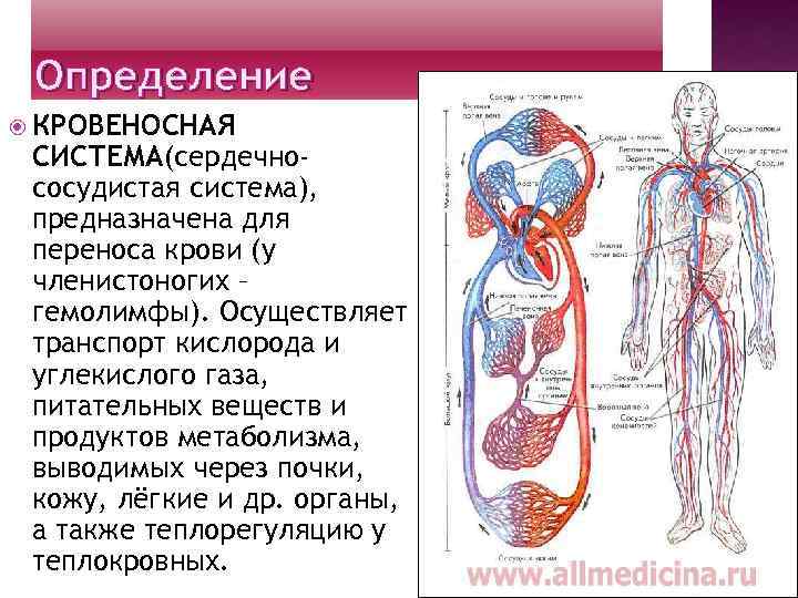 На рисунке изображен орган кровеносной системы. Кровеносная система человека 6 класс биология. Рассказ о кровеносной системе человека 4 класс. Кровеносная система человека сердце. Составные части кровеносной системы.