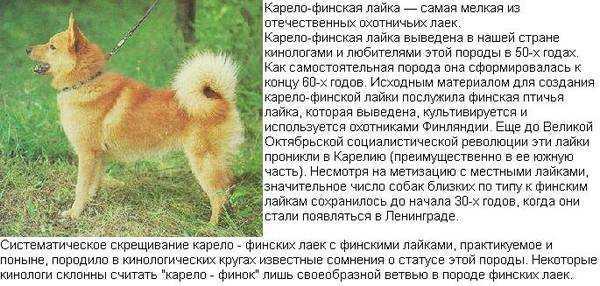 Красивые шрифты онлайн. напиши и скопируй 🤩 | prettyfont.net