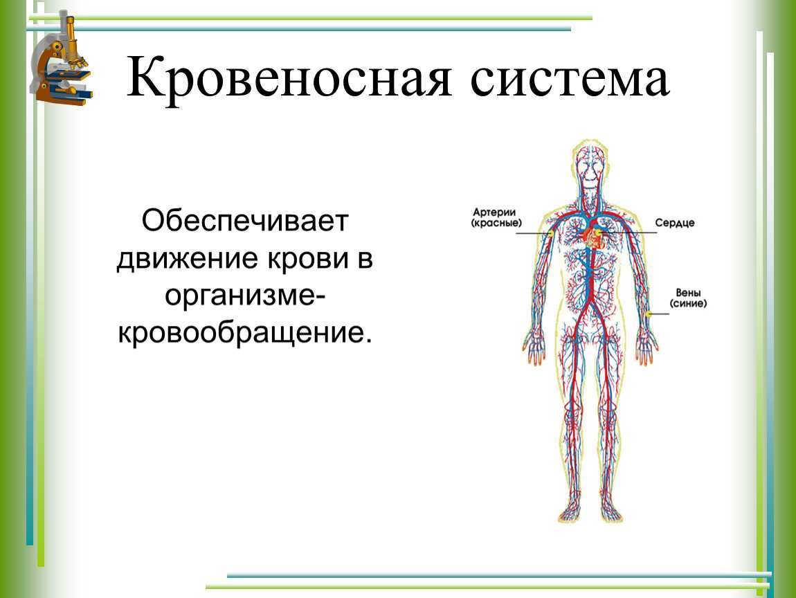 Перечисли органы кровообращения. Система кровообращения человека 3 класс окружающий мир. Кровеносная система человека схема 4 класс. Органы кровеносной системы 3 класс окружающий. Система кровообращения человека схема 3 класс.
