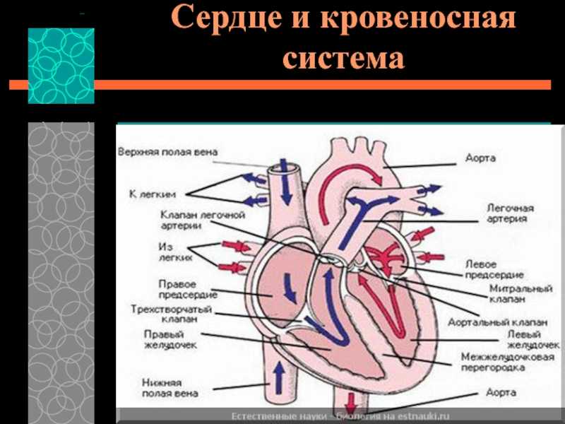 Три отдела кровообращения. Строение системы кровообращения. Строение сердца и кровеносной системы. Кровеносная система человека строение сердца. Схема кровеносной системы человека строение и функции.
