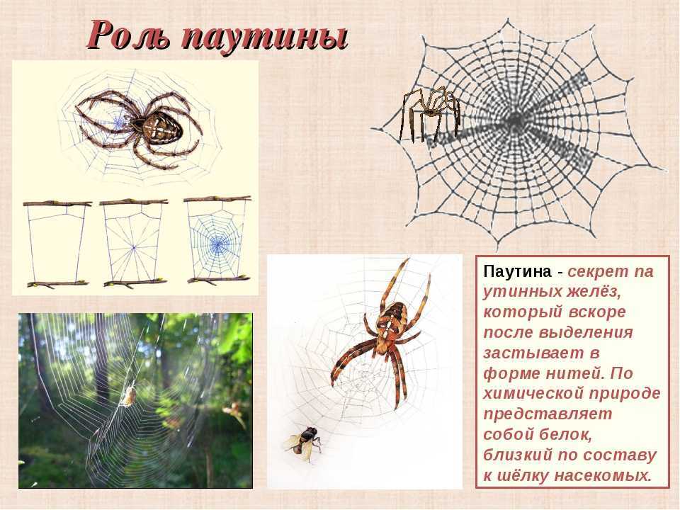 Паук сплел паутину как показано на рисунке. Из чего состоит паутина паука состав. Строение паутины паука. Плетение паутины. Строение паутинки.