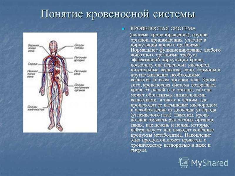 Кровеносная система биология 8 класс кратко. Строение кровеносной системы человека. Кровеносносная система. Кровеносная система биология 8 класс контрольная