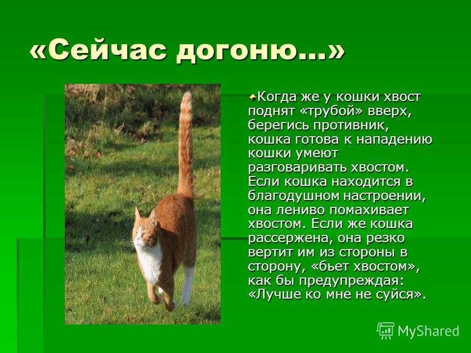 Контролируют ли кошки свои хвосты?
