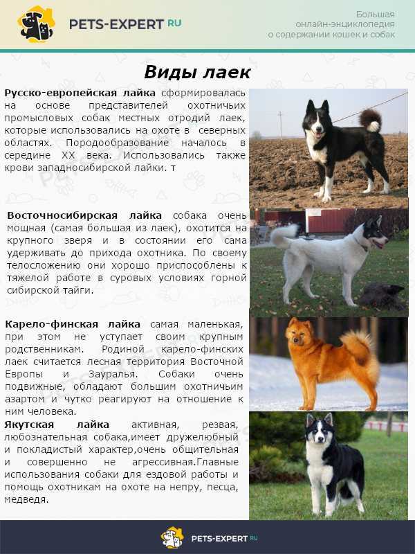 Лада лайка что это