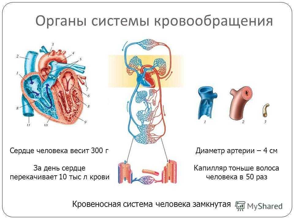 Кровеносная система презентация егэ